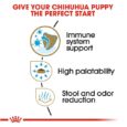 Chihuahua puppy 2