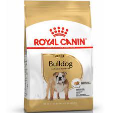 bulldog canin