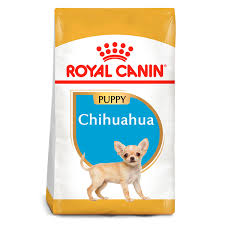 chihuahua puppy