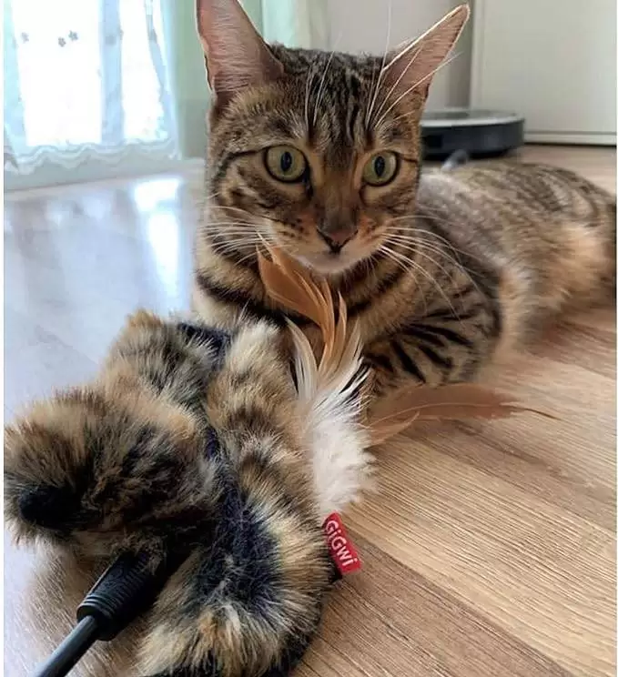 gigwi feather 2