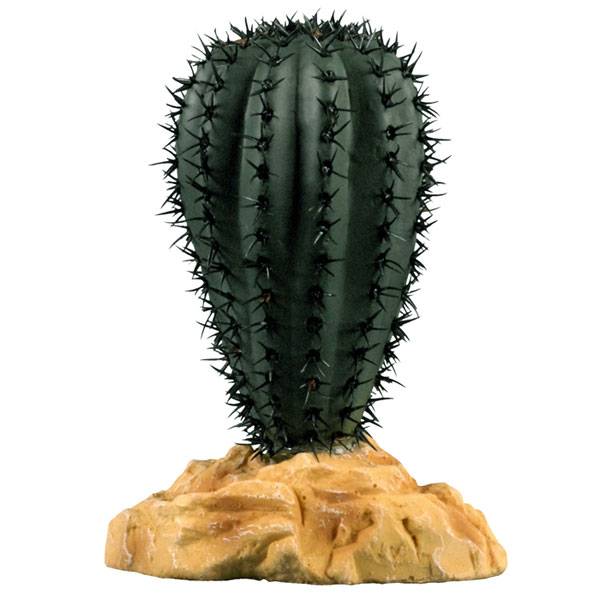 saguaro-cactus